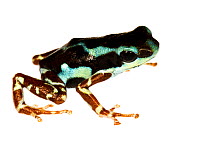 Strawberry poison frog (Oophaga pumilio) Rio Uyama, Panama. Meetyourneighbours.net project