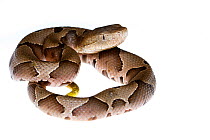 Neonate copperhead (Agkistrodon contortrix) coiled up, Oxford, Mississippi, USA. Meetyourneighbours.net project