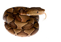 Neonate copperhead (Agkistrodon contortrix) coiled up, Oxford, Mississippi, USA. Meetyourneighbours.net project