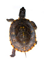 Three-toed box turtle (Terrapene carolina triunguis) Oxford, Mississippi, USA. Meetyourneighbours.net project