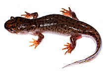 Pacific giant salamander (Dicamptodon tenebrosus) Oregon, USA. Meetyourneighbours.net project