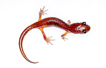 Oregon ensatina salamander (Ensatina eschscholtzii oregonensis) Oregon, USA. Meetyourneighbours.net project