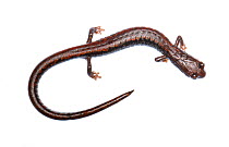 Oregon slender salamander (Batrachoseps wrighti) Oregon, USA. Meetyourneighbours.net project
