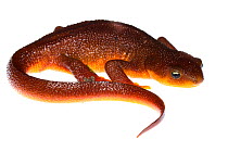 Rough-skinned newt (Taricha granulosa) Oxbow Regional Park, Oregon, USA. Meetyourneighbours.net project