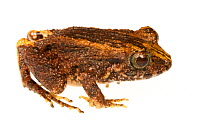 Frog (Craugastor polyptychus) Escudo de Veraguas, Panama Meetyourneighbours.net project