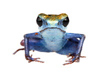 Strawberry poison frog (Oophaga pumilio) Escudo de Veraguas, Panama. Meetyourneighbours.net project