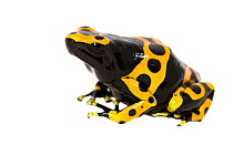 Bumblebee poison dart frog (Dendrobates leucomelas) captive occurs in South America. Meetyourneighbours.net project