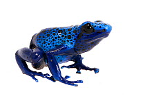 Blue poison dart frog (Dendrobates tinctorius  azureus) captive. Meetyourneighbours.net project