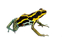 Amazonian poison dart frog (Ranitomeya ventrimaculata) captive. Meetyourneighbours.net project