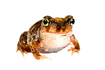 Eastern spadefoot toad (Scaphiopus holbrookii) Oxford, Mississippi, USA, May. Meetyourneighbours.net project