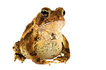 American toad (Bufo americanus) Oxford, Mississippi, USA, May. Meetyourneighbours.net project