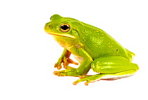 Green tree frog (Hyla cinerea) Oxford, Mississippi, USA, May. Meetyourneighbours.net project