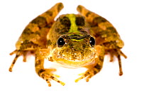 Southern cricket frog (Acris gryllus) portrait, Thompson Creek Landing, Mississippi, USA, May. Meetyourneighbours.net project
