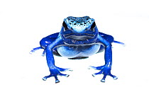 Blue poison dart frog (Dendrobates tinctorius azureus) portrait, captive. Meetyourneighbours.net project