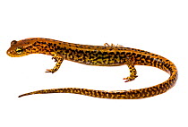 Long-tailed salamander (Eurycea longicauda)  Illinois, USA, May. Meetyourneighbours.net project