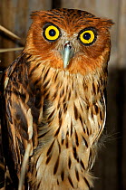 Philippine eagle owl (Bubo philippinensis) captive, endemic to the Philippines.
