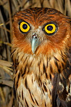 Philippine eagle owl (Bubo philippinensis) captive, endemic to the Philippines.