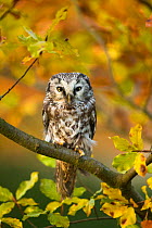 Tengmalm's owl (Aegolius funereus) perched in tree amongst autumn leaves, Czech Republic, October. Captive.