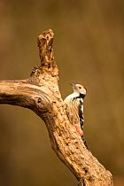 Middle spotted woodpecker (Leiopicus medius) perched on tree trunk, Hungary, December.