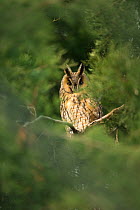 Long-eared owl (Asio otus) roosting in tree, Hortobagy, Hugary, December.