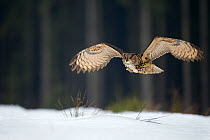 Eurasian eagle owl (Bubo bubo) flying low over snow covered grouns with trees in background, Czech Republic, February. Captive.