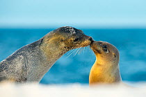 Galapagos sea lion (Zalophus wollebaeki) mother and young touching noses, Galapagos Islands, May