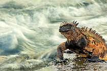 Marine iguana (Amblyrhynchus cristatus) on rock taken with slow shutter speed to show motion in the water, Galapagos islands, May.
