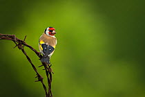 European goldfinch (Carduelis carduelis) perched on rusty barbed wire, Cheshire, UK, June.