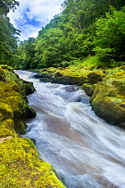 The Strid, River Wharfe, slow shutter speed showing movement of the water, Bolton Abbey Estate, Wharfedale, North Yorkshire, August 2015