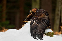 Golden eagle (Aquilla chrysaetos) mantling or protecting over brown hare in snow, Czech Republic, February. Captive.