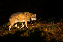 Grey wolf (Canis lupus) walking through forest in dappled light, Captive, Bavarian Forest National Park, Germany. October.