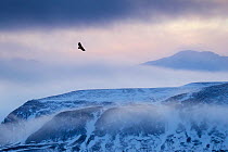 White-tailed eagle (Haliaeetus albicilla) in flight over mountain landscape at dusk, Iceland, January.