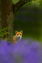 Red fox (Vulpes vulpes) peering from behind tree with bluebells in foreground, Cheshire, June.