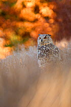 Siberian eagle owl (Bubo bubo) sitting in long grass with autumn colours in background, Czech Republic, November.