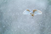 Barn owl (Tyto alba) flying through havy snowfall, Derbyshire, February.