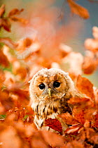 Tawny owl (Strix aluco) young in tree amongst autumn leaves, Czech Republic, November. Captive.