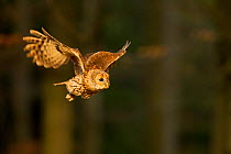 Tawny owl (Strix aluco) flying through forest in evening light, Czech Republic, February. Captive.