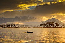 Orca (Orcinus orca) swimming in sea surrounded by mountains at sunset, Iceland, January.