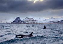 Orcas (Orcinus orca) pair in sea surrounded by mountains, Iceland, January.