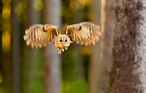 Tawny owl (Strix aluco) flying through forest, Czech Republic, November. Captive.
