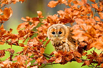 Tawny owl (Strix aluco) young sitting in tree amongst autumn leaves, Czech Republic, November. Captive.