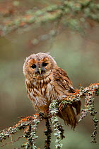 Tawny owl (Strix aluco) young sitting in tree, Czech Republic, November. Captive.