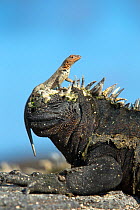 Marine Iguana (Amblyrhynchus cristatus) on rock with lava lizard sitting on its head, Galapagos Islands, May.