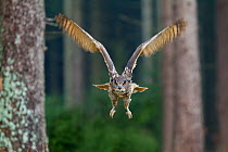 Eagle owl (Bubo bubo) in flight through forest, Czech Republic, November. Captive.