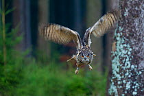 Eagle owl (Bubo bubo) in flight through forest, Czech Republic, November. Captive.