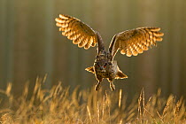 Eagle owl (Bubo bubo) in flight through forest, backlit at dawn, Czech Republic, November. Captive.