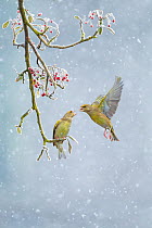 Greenfinch (Carduelis chloris) pair, one perched on branch and one hovering in snowfall, Derbyshire, February.
