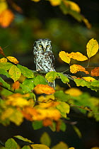 Tengmalm's owl (Aegolius funereus) sitting in tree amongst autumn leaves, Czech Republic, October. Captive.