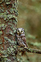 Tengmalm's owl (Aegolius funereus) perched in lichen covered tree, Czech Republic, November. Captive.