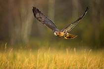 Red-tailed hawk (Buteo jamaicensis) in flight low over long grass, Czech Republic, November. Captive.